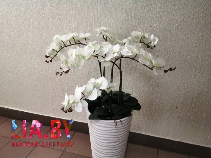 белые орхидеи в высоких вазонах для украшения музыкального колледжа