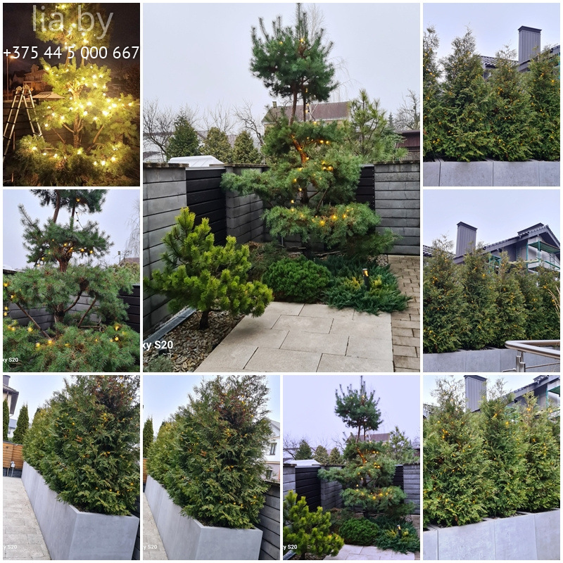 украшение живой хвои на улице световой гирляндой