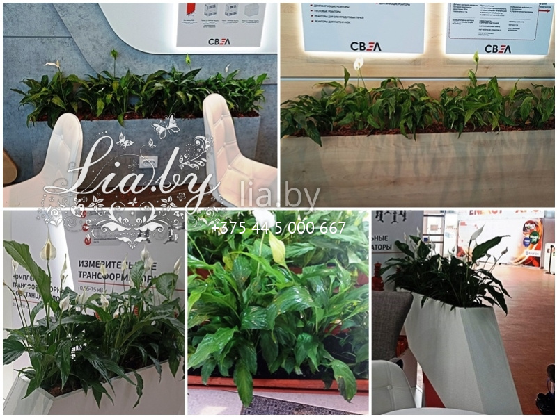 Живые спатифиллумы на выставочный стенд