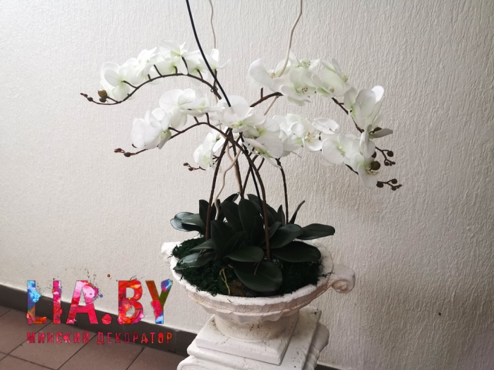 цветочные композиции с белыми орхидеями в вазонах для украшения ювелирного магазина 7 карат