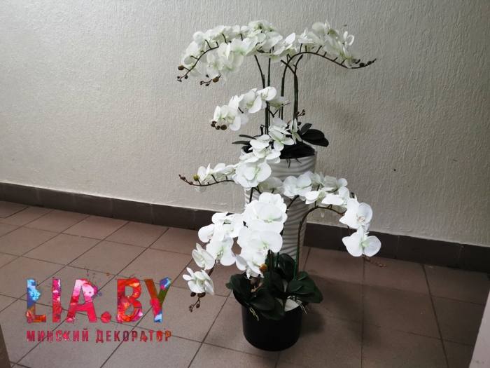 белые орхидеи в высоких вазонах для украшения музыкального колледжа