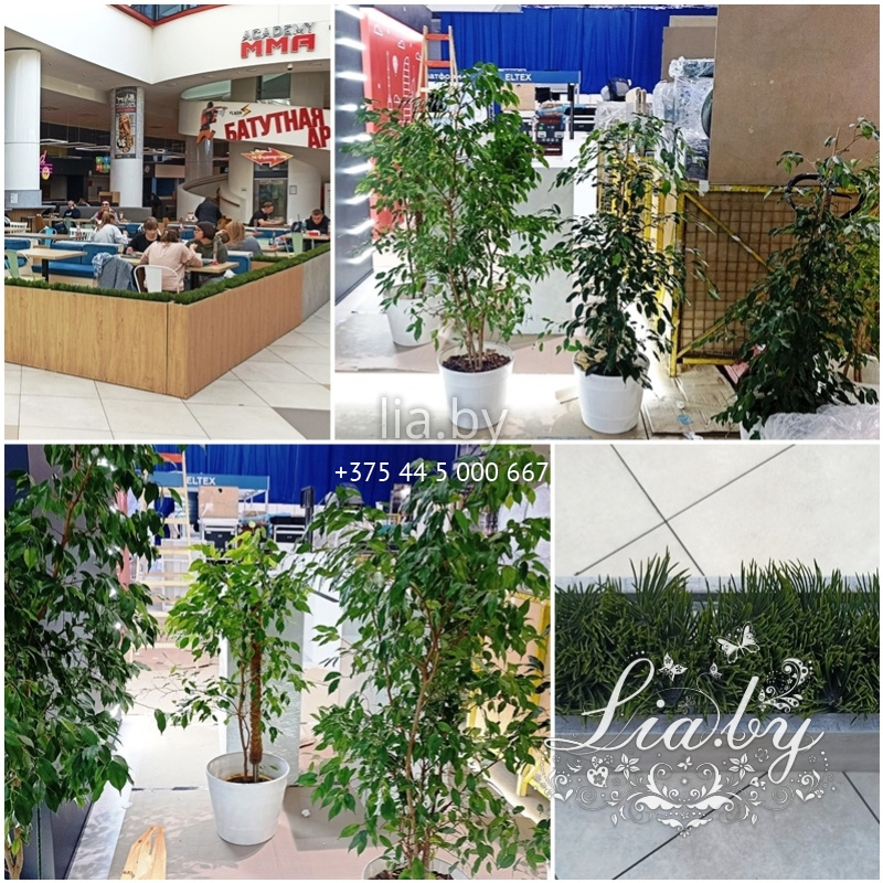 Живая зелень для обустройства выставочного стенда