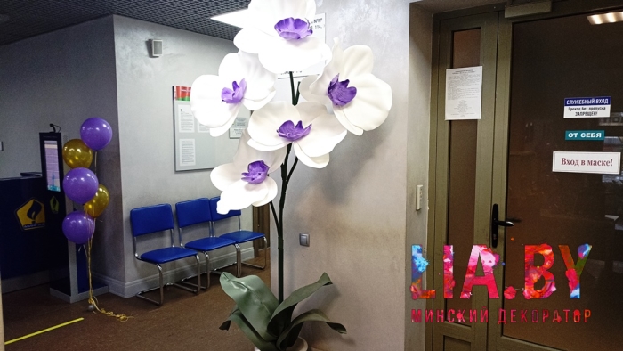 Украшение гигантской орхидеей и шарами с гелием офиса к 8 марта
