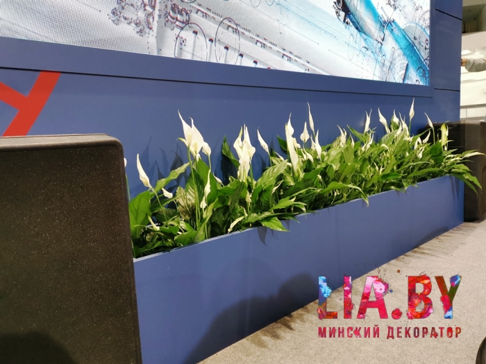 Живые цветы и цветочные композиции в украшении выставочных стендов, консольные клумбы из спатифиллума, горшки с белой калой, бамбук, орхидей, экзотическая зелень и цветы