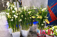 Живые цветы и цветочные композиции в украшении выставочных стендов, консольные клумбы из спатифиллума, горшки с белой калой, бамбук, орхидей, экзотическая зелень и цветы