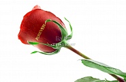 Красная роза с золотой надписью, по надписям уточняйте у консультанта